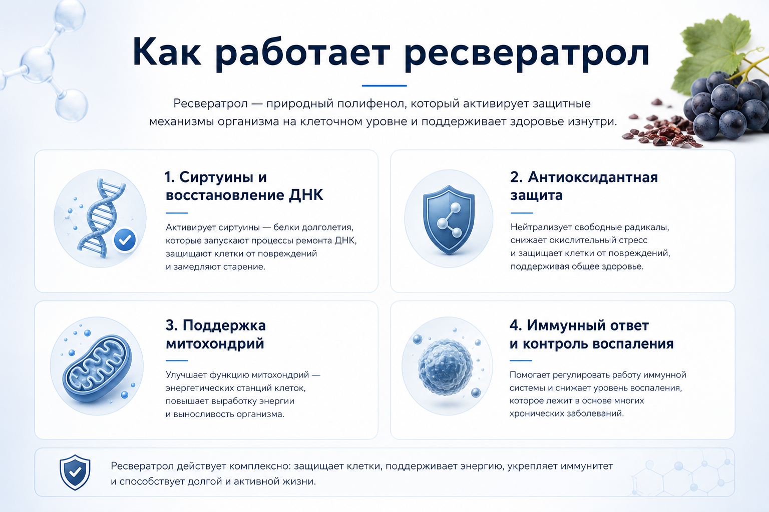 Механизм действия ресвератрола на клеточном уровне Инфографика: польза ресвератрола для организма — активация сиртуинов (SIRT1), антиоксидантная защита ДНК, поддержка иммунитета и противовоспалительное действие